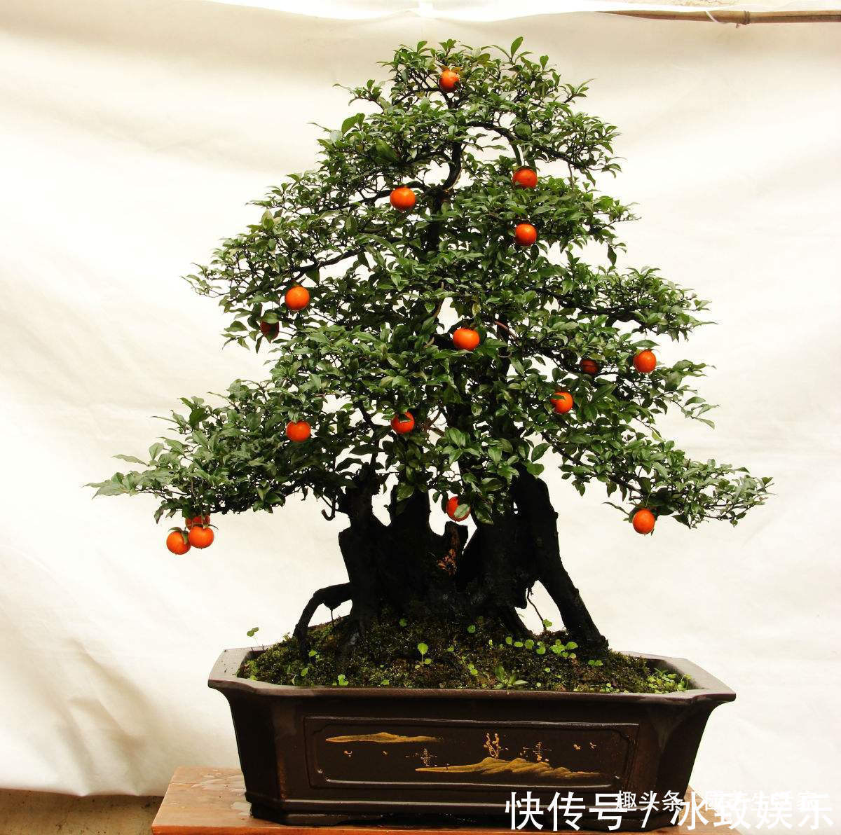 此花再贵,家里也要养1盆,越养越值钱,价值珍贵还旺宅!