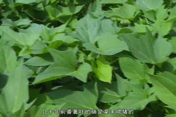 健康|美食|几分钟一道农家菜,简单美味又健康!