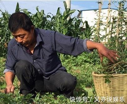 麻绳菜|农村一种常见植物，人称“药王”，价值极高，是白发的“福星”！