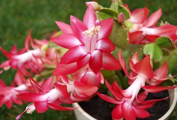 茉莉花|适合家养的5种花,开花数量大,好养易活四季开花,谁养谁上瘾