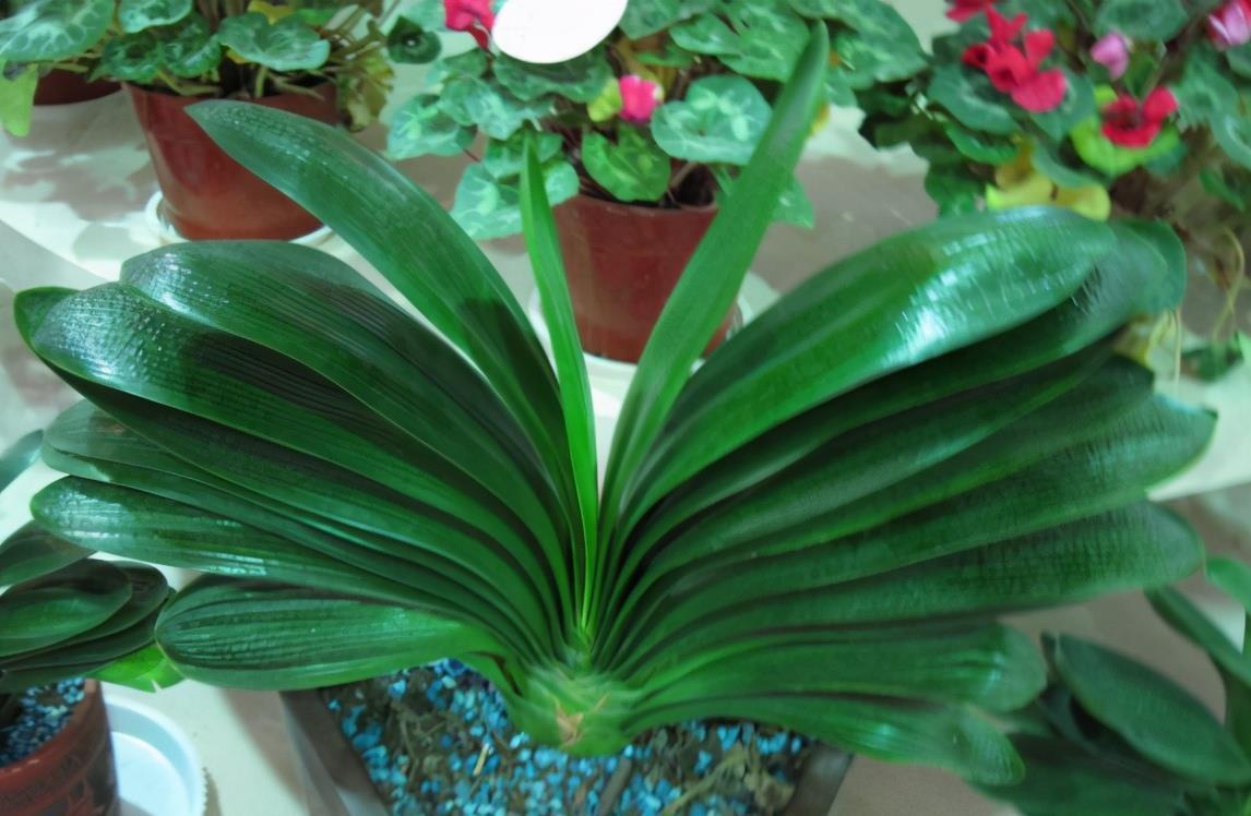 养花用啤酒,该怎么帮助根叶成长,改善土壤排水透气性?