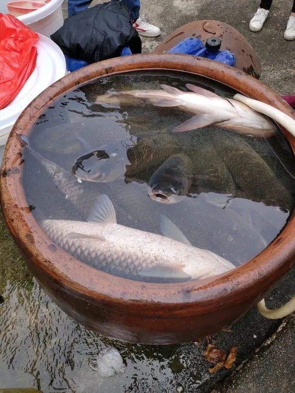 真的假的?男子称钓获“扁担长”草鱼王引争议,网友:怎么可能长这么大