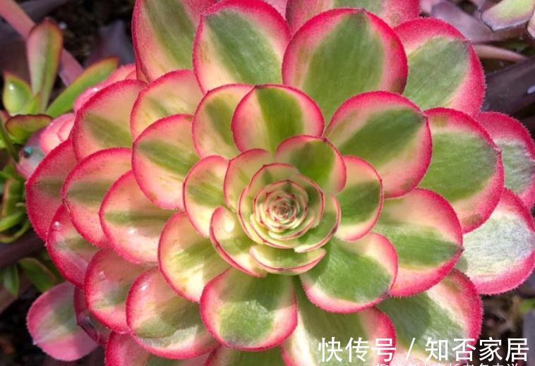 多肉法师舍不得买老桩?秋天入手小的也行,拿回家这样种很快服盆