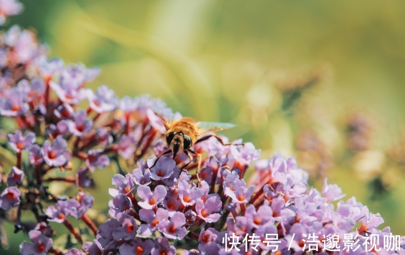 处女座|下个月开始，天降桃花，偶遇良缘，喜获比翼连枝的爱情的4大星座