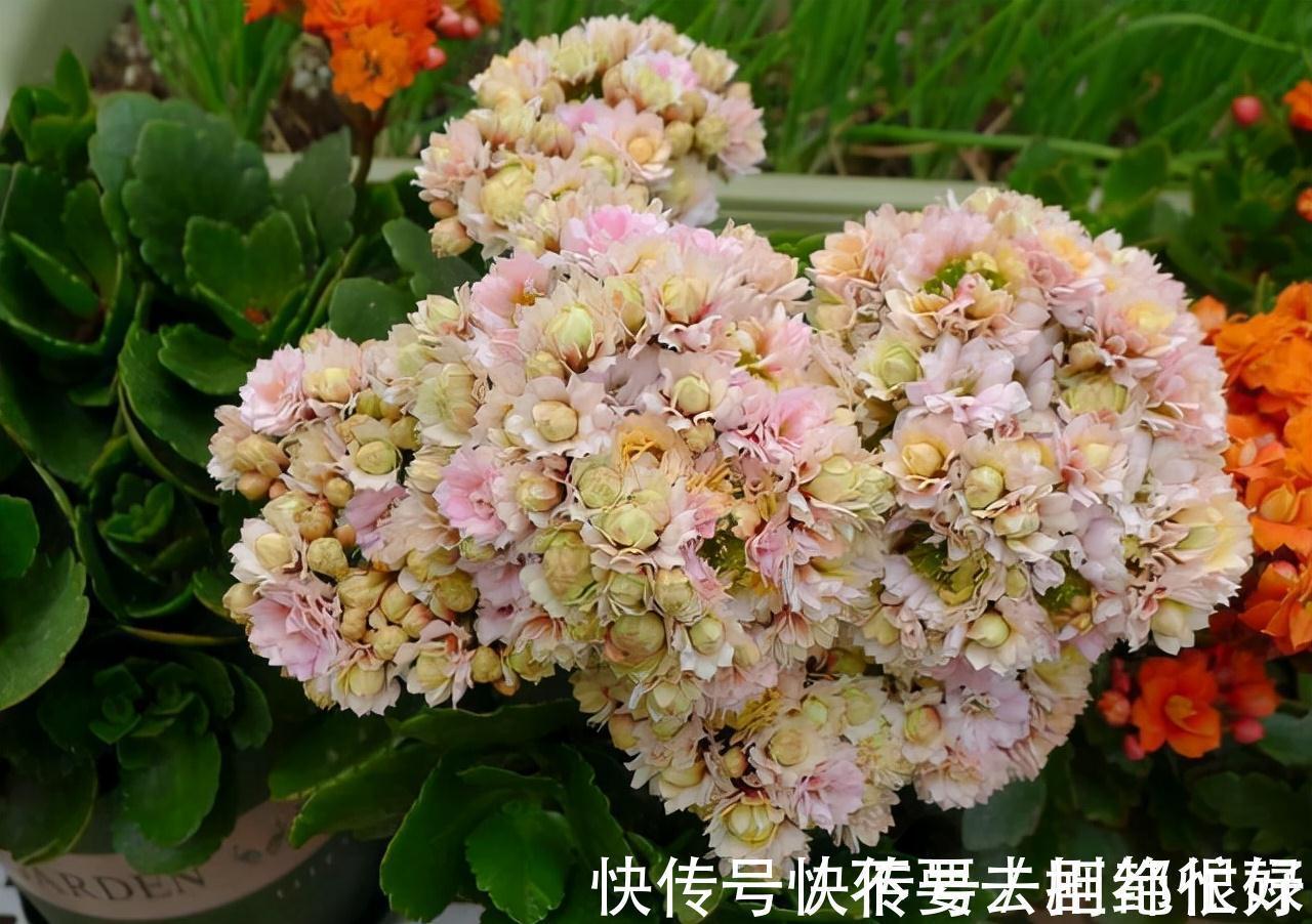 五种“吉祥花”,建议养一盆,不仅寓意好,还利于健康