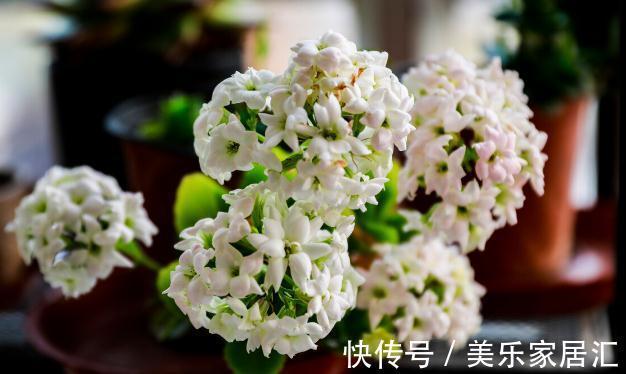 长寿花有“4喜”,顺着喜好养,花开一大盆,真漂亮