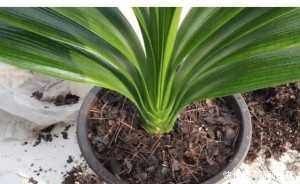 药剂|君子兰蔫了别扔,丢个小药片,呼呼冒出大白根,重新根壮叶油绿