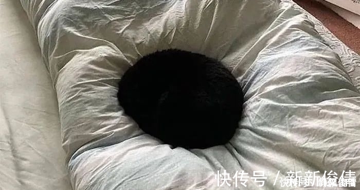 插画作品$插画家画了几只猫,被网友吐槽瞎画,放上原照后,人们直接无语