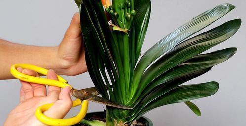 砍头|给君子兰“砍头”,看着芽头冒出来,几个月后有群兰