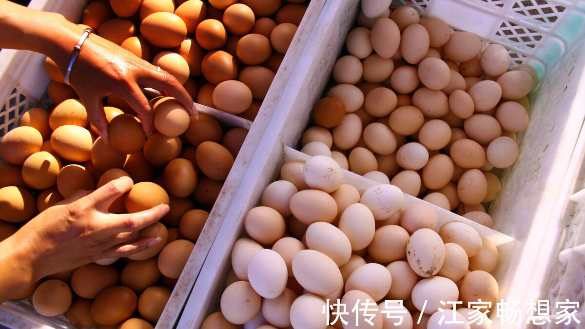 颜色|鸡蛋颜色不同,红壳和白壳哪样好教你正确挑选方法,不要买错了