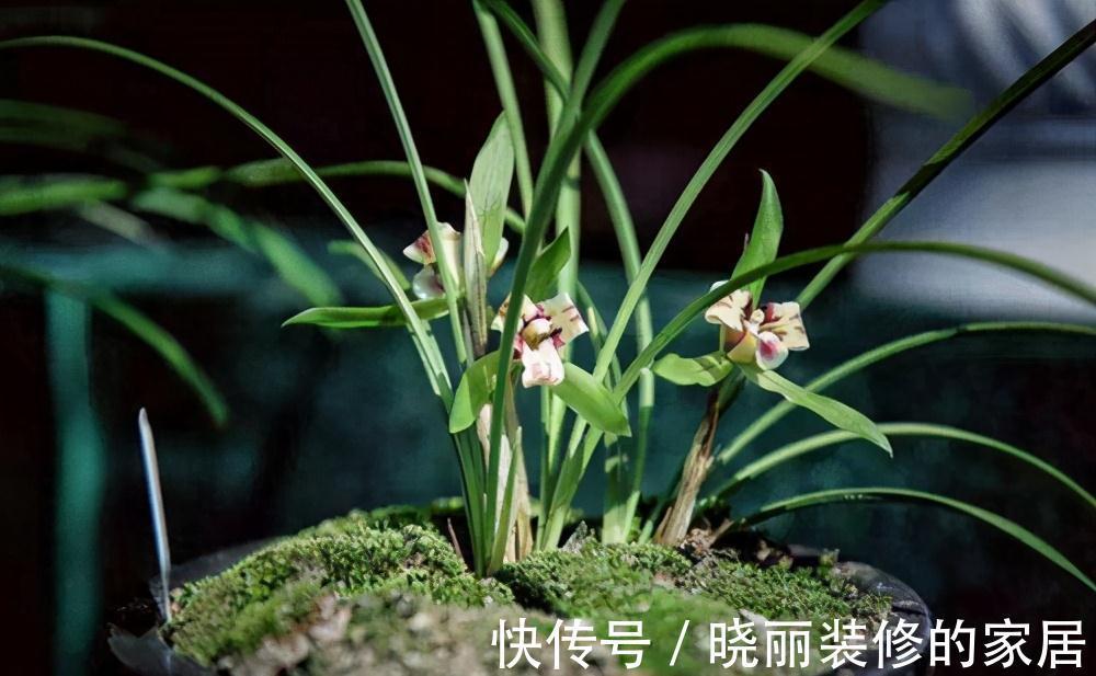 兰花养了多年还不开花是怎么回事,注意这些养护细节,就能开花
