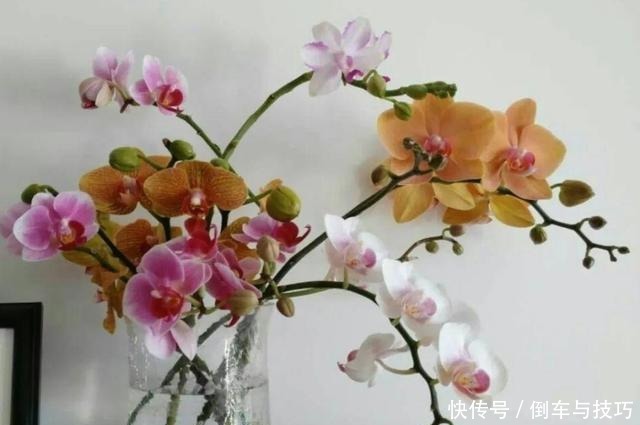 8种花,开完花别急着丢,剪一刀还能继续开!