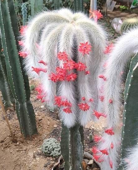 猴尾|想养仙人掌，就养一盆它，枝条形状奇特开花很美，观赏价值高