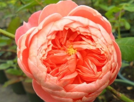 养花就养个花型好看的，花期长花量还很大，一种很好养活的品种