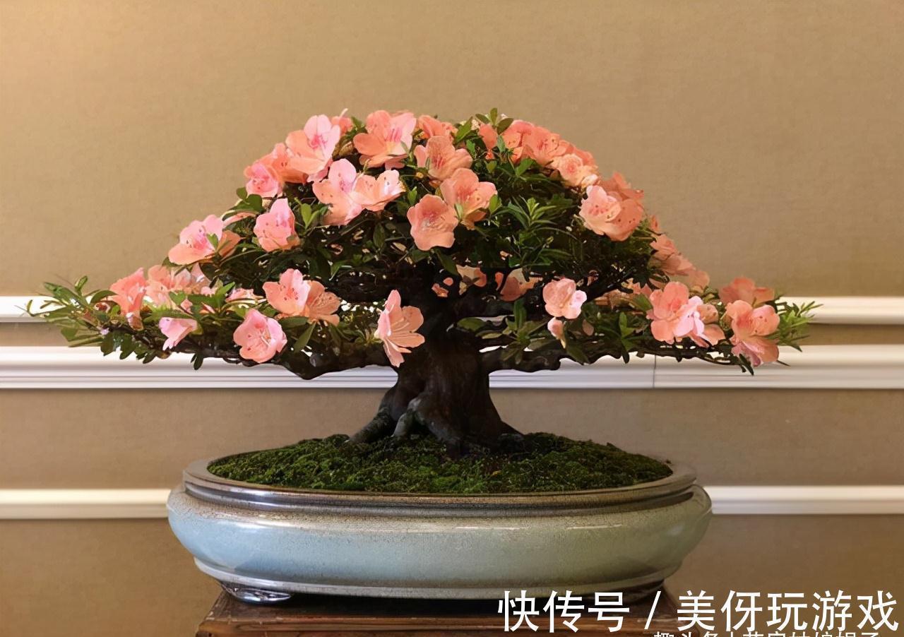 花期|5种“喜冷花”，花期主要在冬季，好养又漂亮，开花特别香