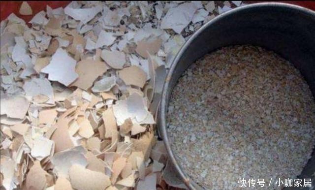 花孕蕾|养长寿花,花盆里放3种“小东西”,花苞长满枝头