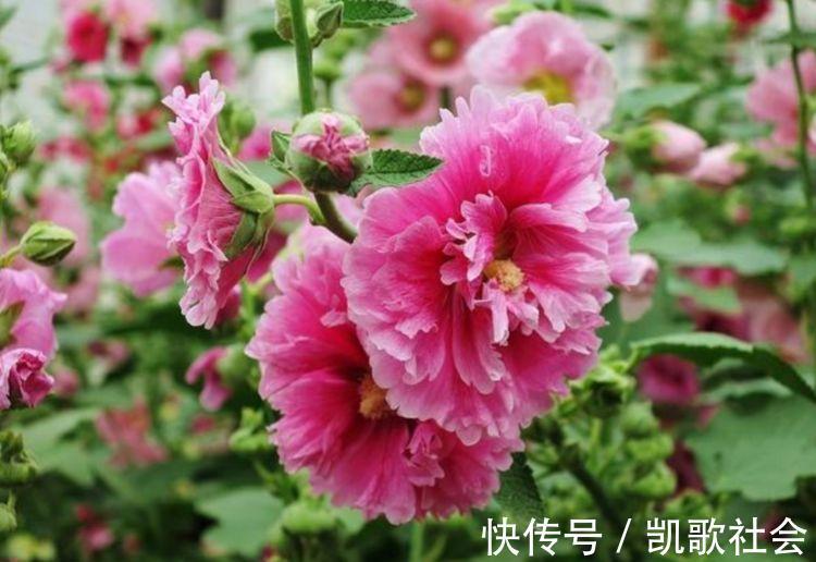 聪明人都养“4种花”,花香四溢,开花旺,有种初恋的感觉!