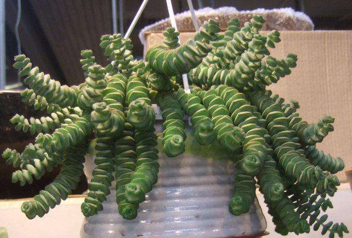 多肉“钱串景天”这么养！几个月就能叶色出锦、疯长爆盆！