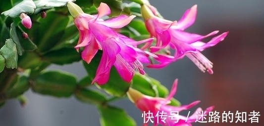 烂根|记住这点,让你的蟹爪兰永不烂根