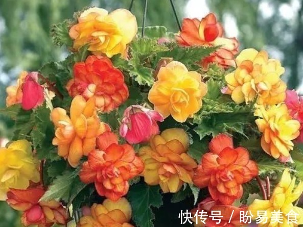 竹节秋海棠|世界上“最美”的5种垂吊花,婀娜多姿,看一眼就心醉,太漂亮了