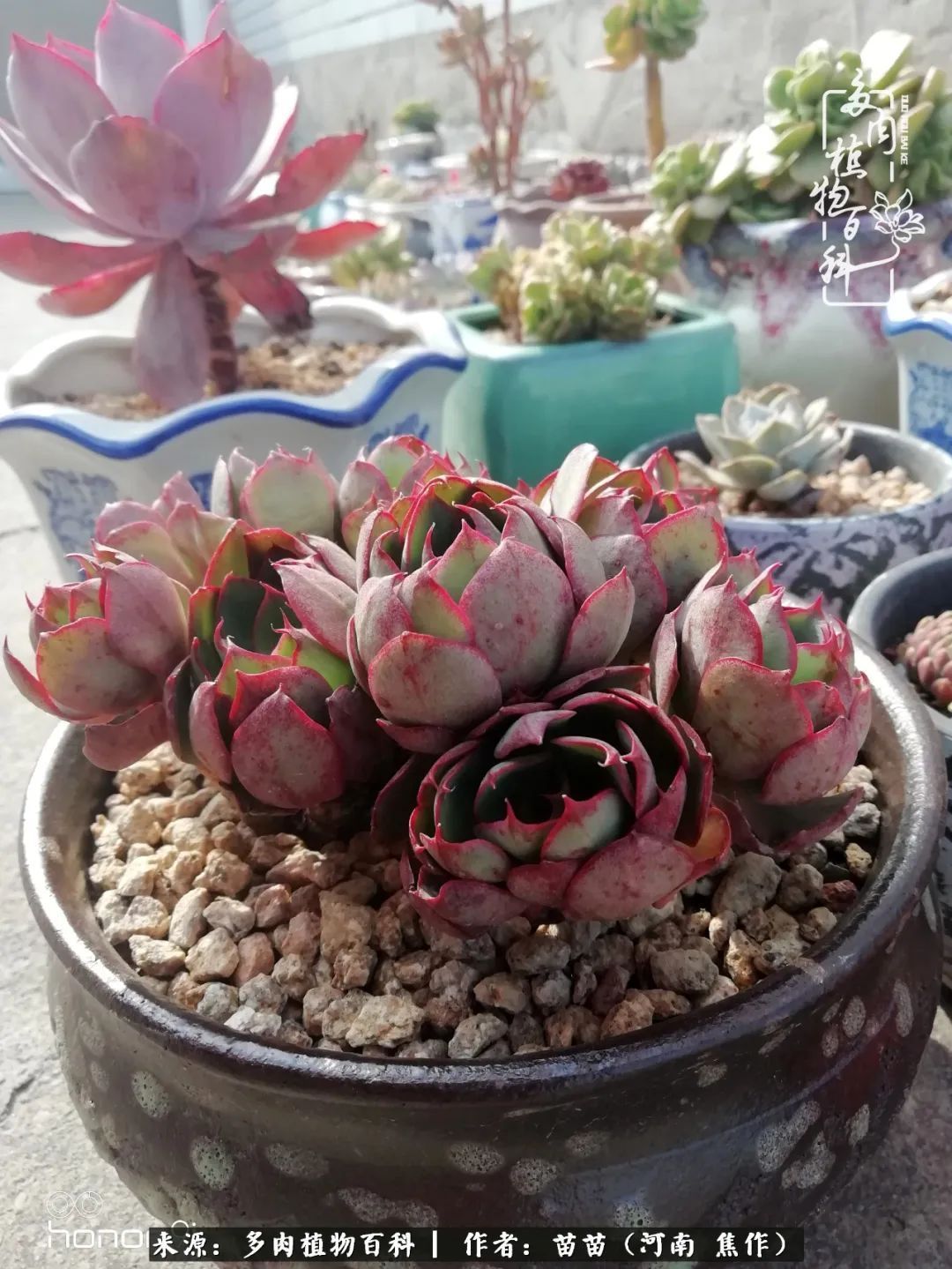 迷上多肉后，有一种喜欢叫一日看三回！