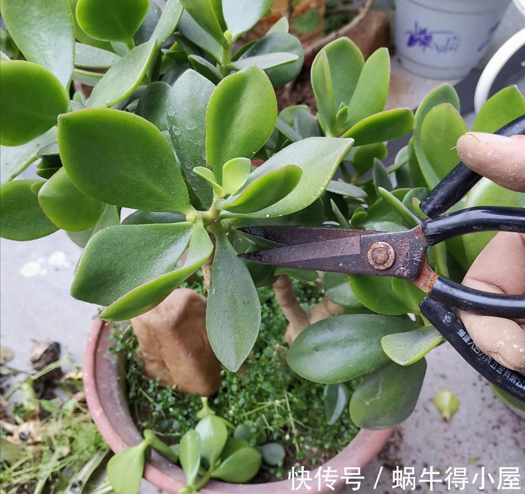 种树|家里养“2种树”,剪的越狠,长得越快,成老桩盆景