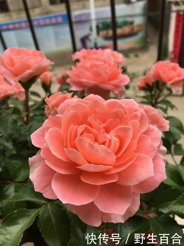 养花就养这几款,全年开花不停,开花多,轻松爆成花海!