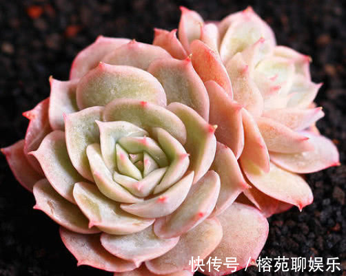 妙招|多肉昂斯诺怎么养教你3个小妙招,养出果冻色小清新的昂斯诺