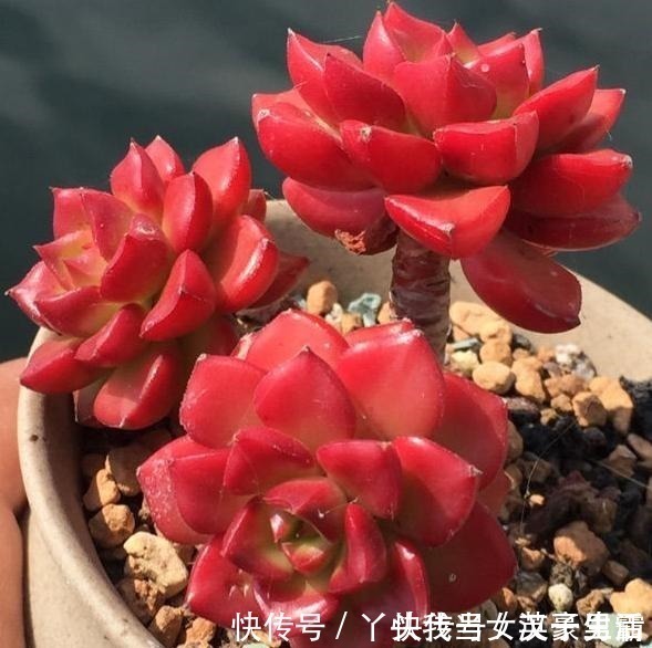 花友|原来可以把蒂亚“虐”这么红，4点掌握了，你养的蒂亚一样红！