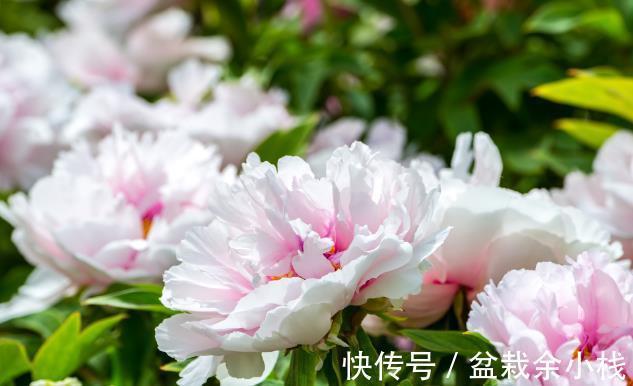 茶花|有钱人家的院子,爱养这4种花,高档有品味,富贵又典雅