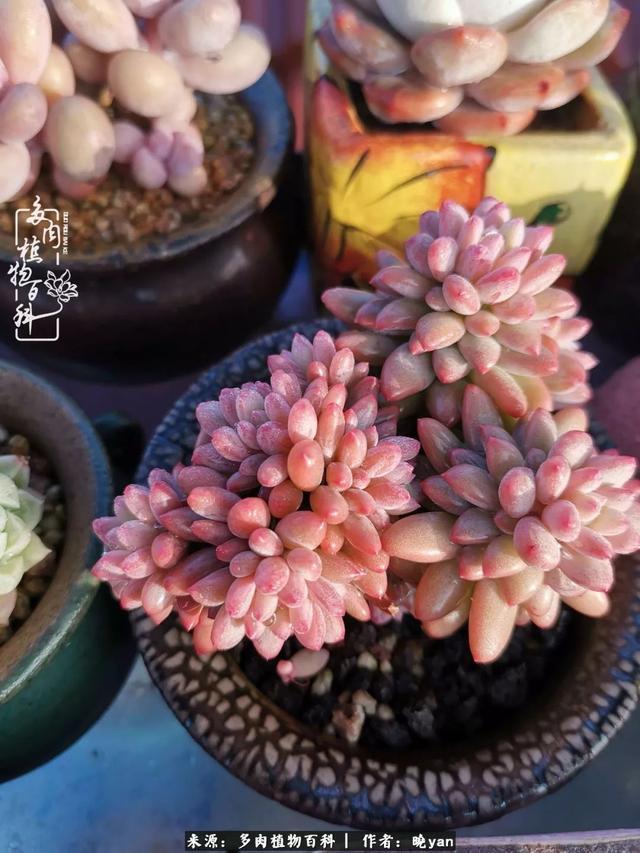 养多肉近四年，一路的走来，阳光总在风雨后！