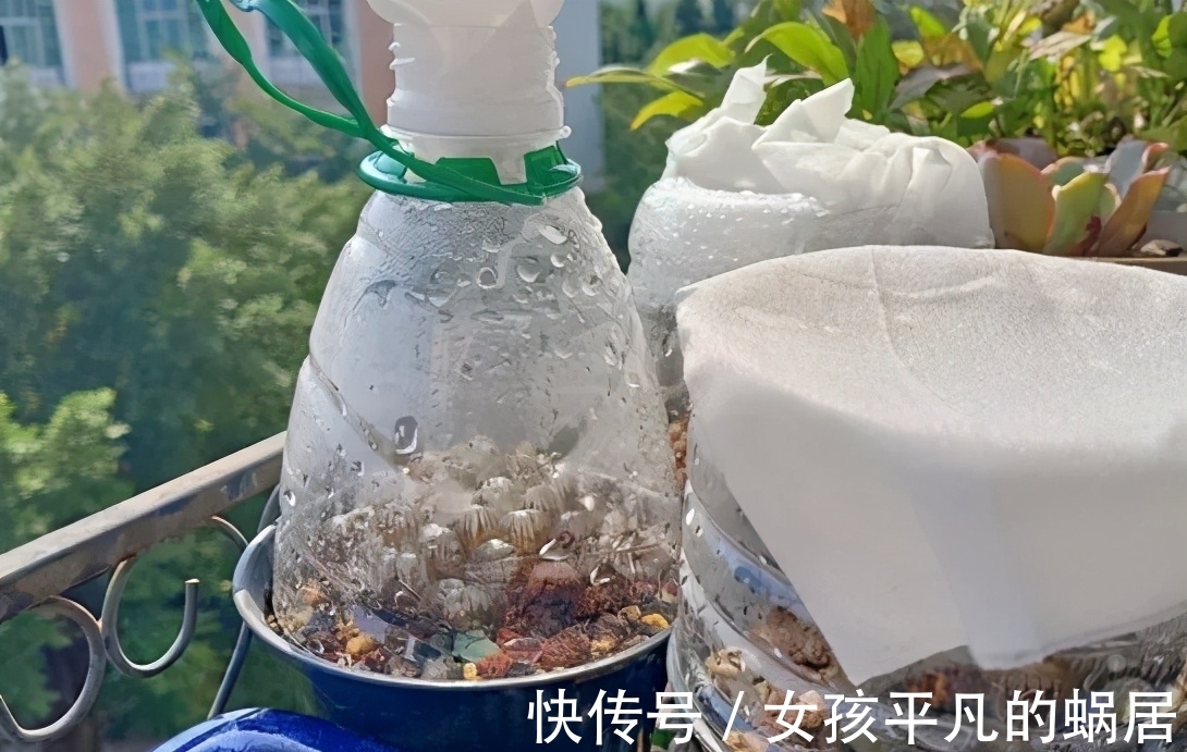 厨房里的油桶一个一个洗刷干净,拿来养花,省钱又好用