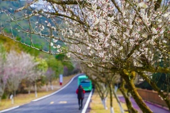 油菜花|康养微度假 龙岩赏花游园之旅走起