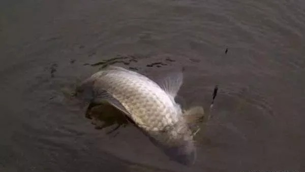 冬季天冷鲫鱼不好钓?只需牢记这三点关键,大鲫鱼钓到停不下来