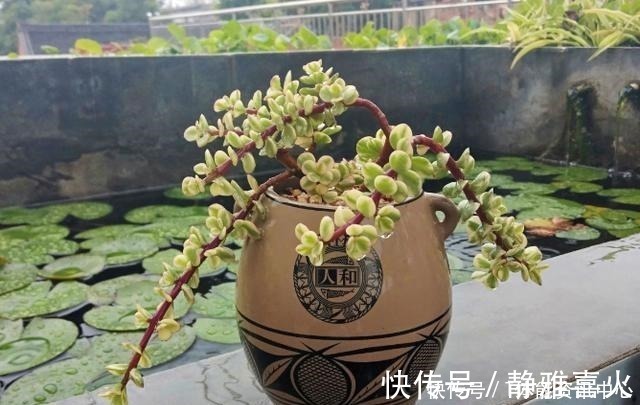 切割机|花盆买不起，自己动手做，好看又实用！花盆买不起，自己动手做，好看又实用！