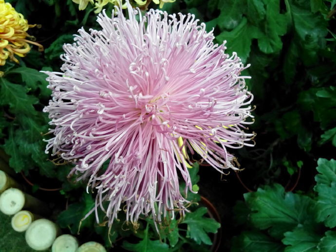 喜欢菊花，不如养盆“珍品名菊”黄浦锦秀，花型丰满，富贵华美