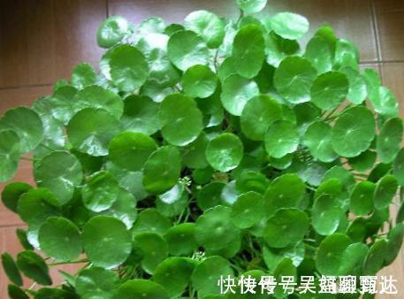 碎石|得了肾结石不要慌,4种食物经常吃点,赶跑碎石、排石一步到位