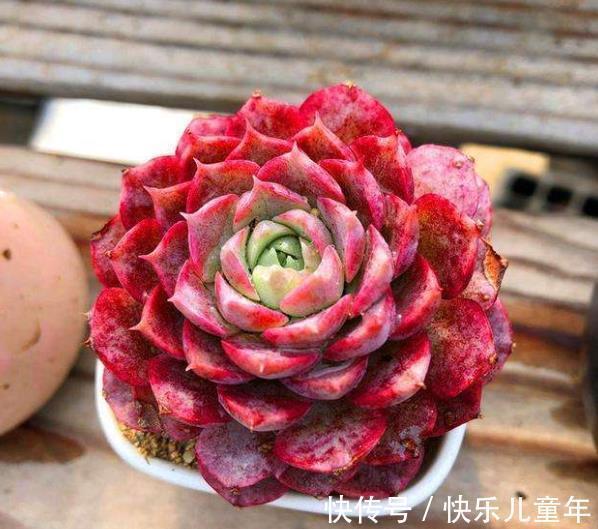 喜欢多肉推荐你养这6种,冬天上色红彤彤,吉祥喜庆惹人爱