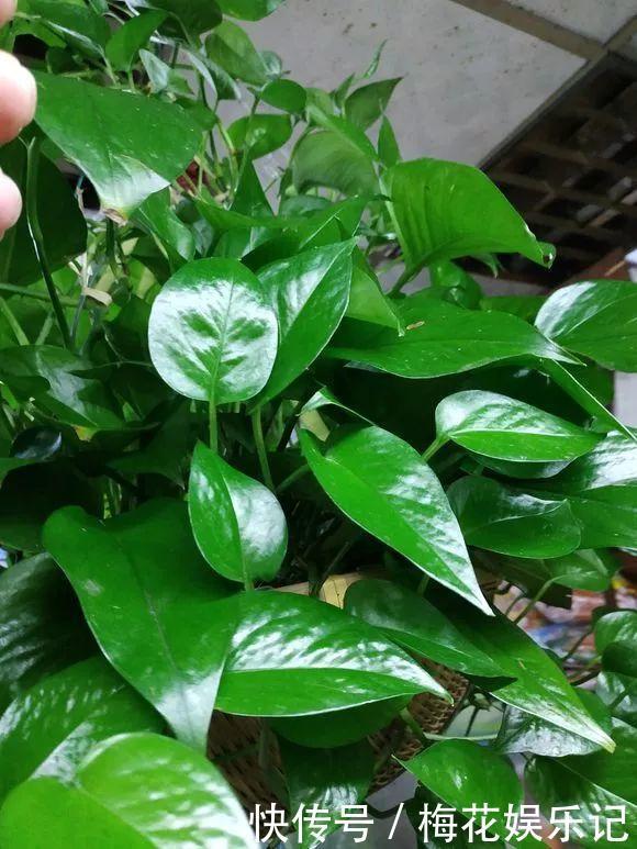 绿萝总是“黄叶”,10天浇1瓶“废水”,叶子油绿“大变样”