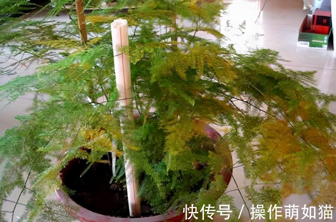 4种植物脸皮薄,阳台上光线一照,黄叶不生长,赶紧换地儿