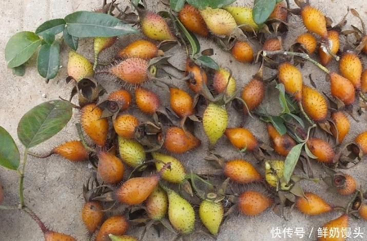一种野果浑身带刺，现今市场价极高，可当地农民却不愿意碰它