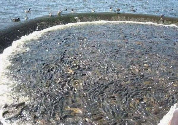 亚洲|亚洲鲤鱼泛滥全世界,在美国胖成100斤,中国吃货:成精了吧