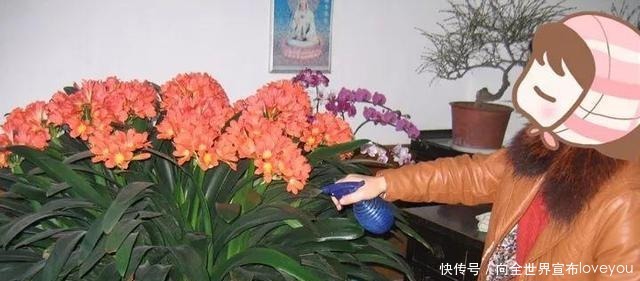 君子兰“离不开”2种水，1年换着“浇”，冒“白根”、开花多！