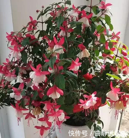 花毛茛花毛茛|夏天“3种花”别买，黄叶、掉蕾变蔫巴，买1盆死1盆，白花钱！