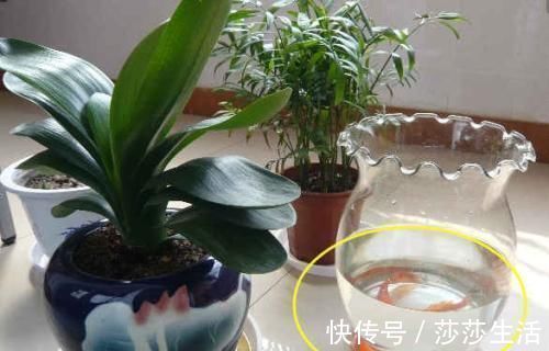 最厉害的养花营养液给花喝一勺，啥花都喜欢，花开满枝条