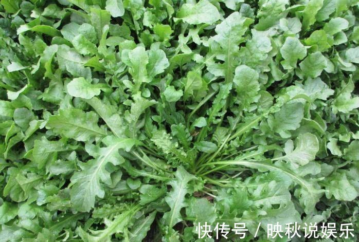 蕨菜|85岁爷爷下地干活,大病小病不来找,原来常吃4种菜