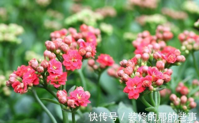 长寿花轻轻一碰就掉叶子,是这几个方面的情况造成的,要及时处理