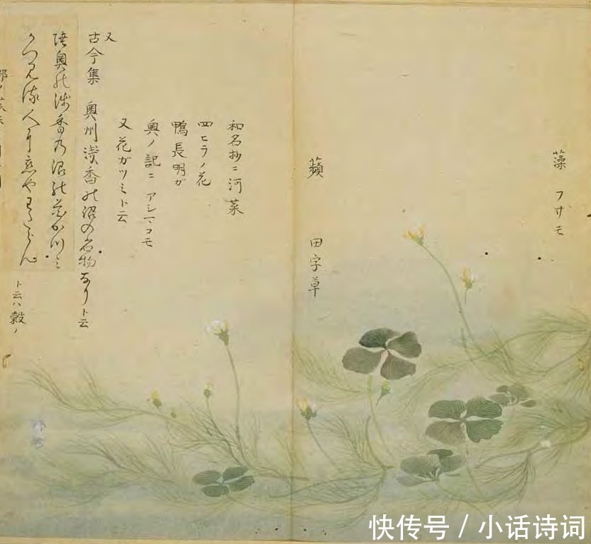 描写|新鲜植物也可以用来祭祀,诗经中的这位女子,就在为这件事忙碌着