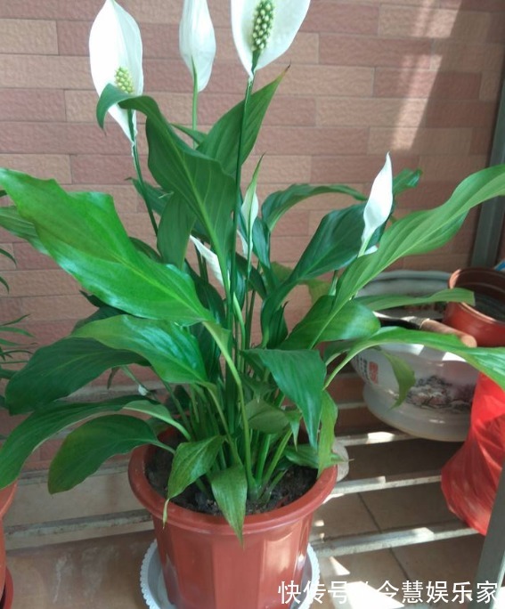 土壤|养白掌,做好“四不要”,才能绿油茂盛,开花不停