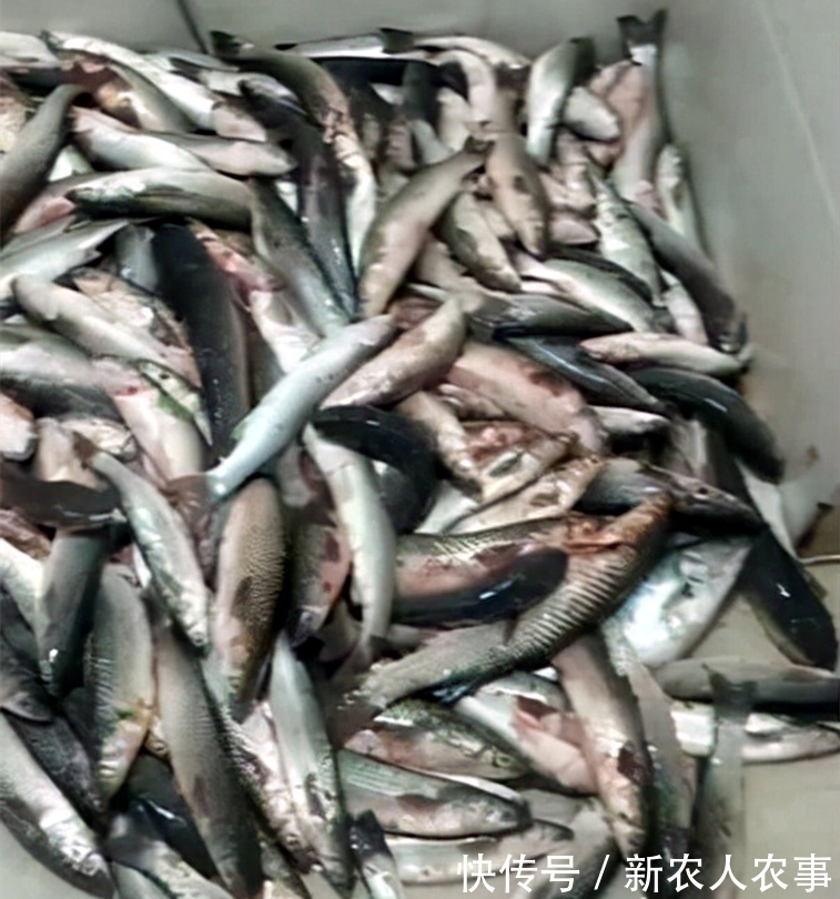 钓友|河北一男子野钓渔获蛇皮袋装，妻子却全部送邻居，网友：适当索取